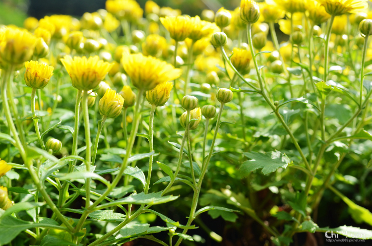 2013士林官邸菊展14.jpg 2013士林官邸菊展14.jpg