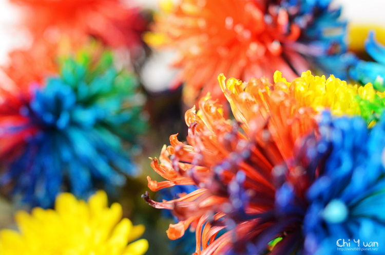 2013士林官邸菊展04.jpg 2013士林官邸菊展04.jpg