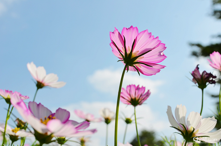 2013士林官邸菊展25.jpg 2013士林官邸菊展25.jpg