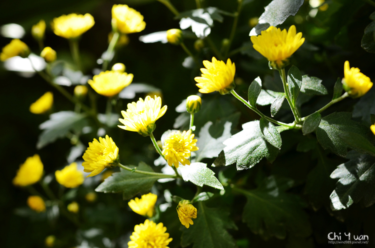 2013士林官邸菊展15.jpg 2013士林官邸菊展15.jpg