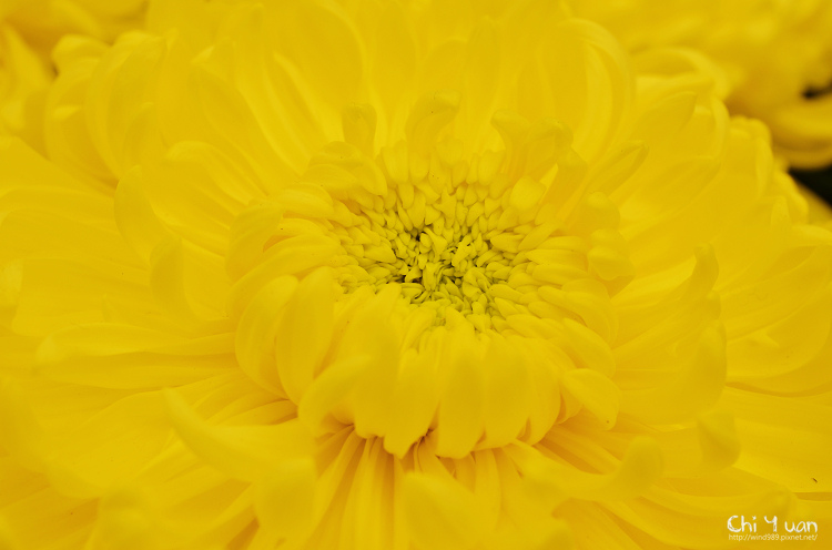 2013士林官邸菊展16.jpg 2013士林官邸菊展16.jpg