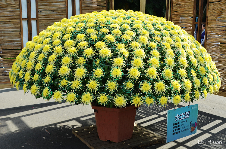 2013士林官邸菊展06.jpg 2013士林官邸菊展06.jpg