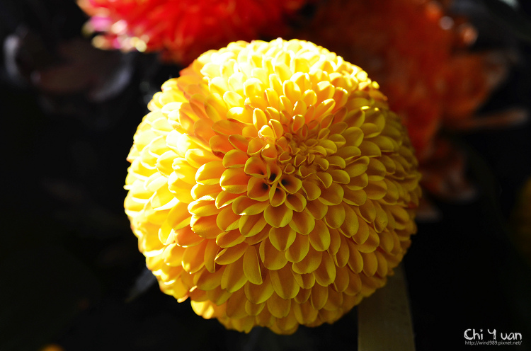 2013士林官邸菊展18.jpg 2013士林官邸菊展18.jpg