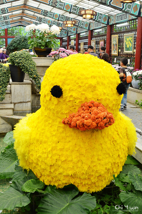 2013士林官邸菊展26.jpg 2013士林官邸菊展26.jpg