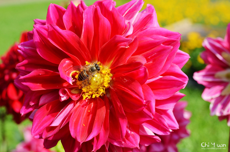 2013士林官邸菊展20.jpg 2013士林官邸菊展20.jpg