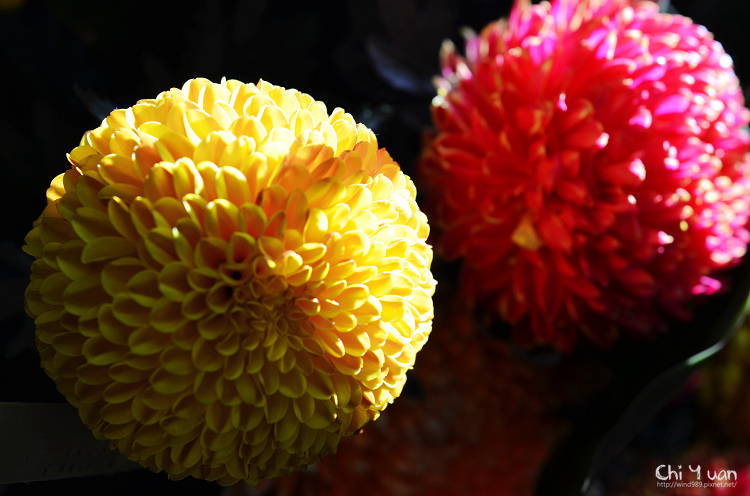 2013士林官邸菊展19.jpg 2013士林官邸菊展19.jpg