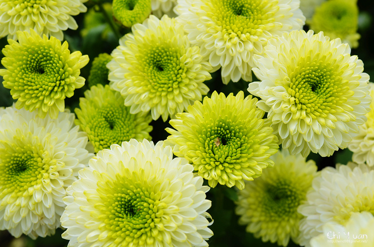 2013士林官邸菊展13.jpg 2013士林官邸菊展13.jpg