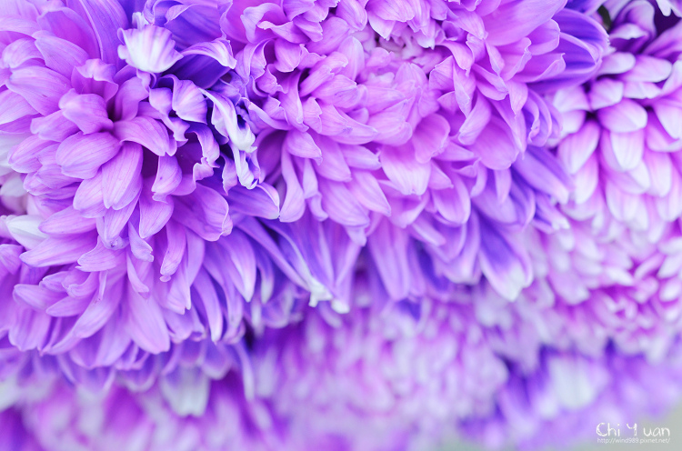 2013士林官邸菊展21.jpg 2013士林官邸菊展21.jpg