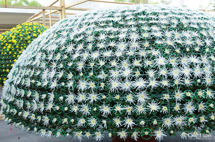 2013士林官邸菊展07.jpg 2013士林官邸菊展07.jpg