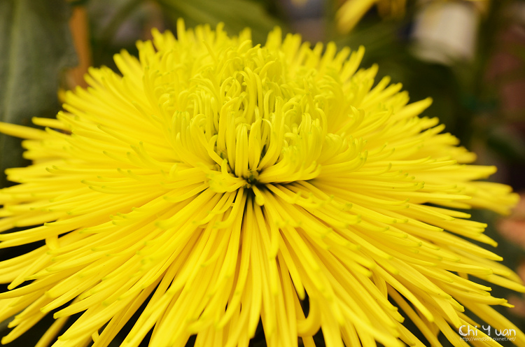 2013士林官邸菊展17.jpg 2013士林官邸菊展17.jpg