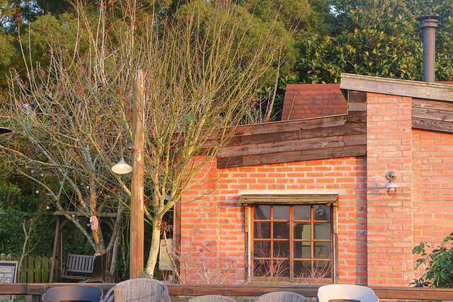 【台中景點】沙鹿。夕陽西下。無敵夜景。秋冬整排落羽松美不勝收｜MITAKA 3e CAFE