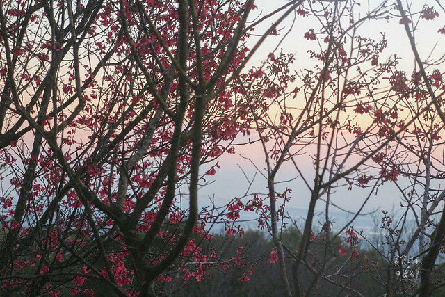 【台中景點】沙鹿。夕陽西下。無敵夜景。秋冬整排落羽松美不勝收｜MITAKA 3e CAFE