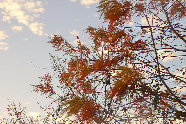 【台中景點】沙鹿。夕陽西下。無敵夜景。秋冬整排落羽松美不勝收｜MITAKA 3e CAFE