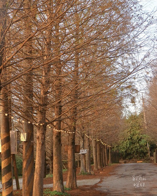 【台中景點】沙鹿。夕陽西下。無敵夜景。秋冬整排落羽松美不勝收｜MITAKA 3e CAFE