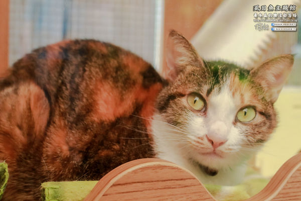 虱目魚主題館(府城旗艦店) | 台南市/安平區 (台南小旅行，必遊觀光工廠景點推薦)