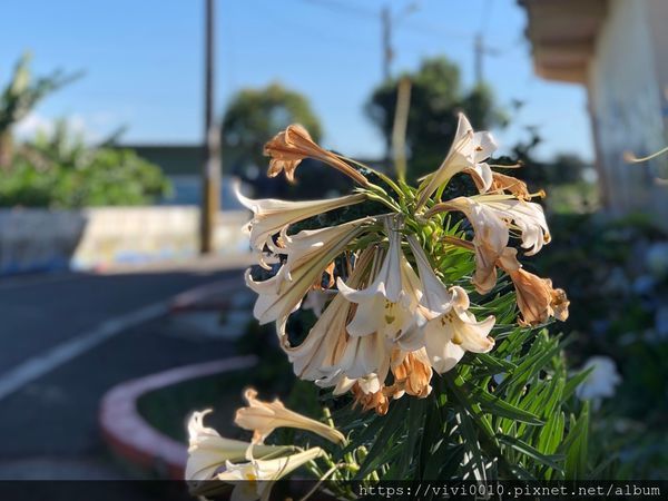 坑口彩繪村_200518_0054.jpg 坑口彩繪村_200518_0054.jpg