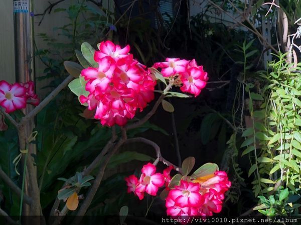 坑口彩繪村_200518_0011.jpg 坑口彩繪村_200518_0011.jpg