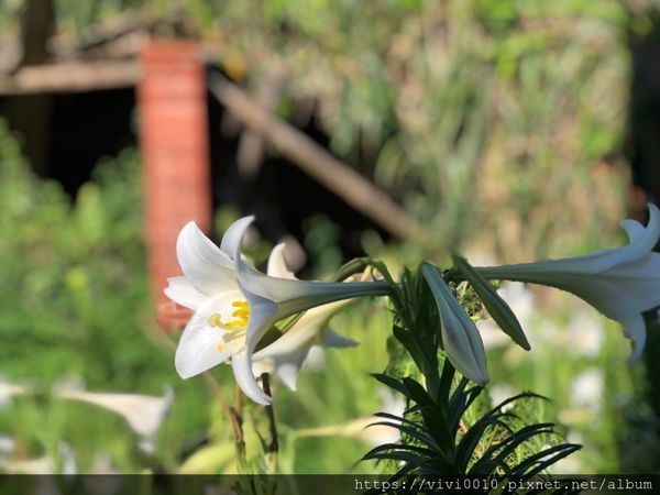 坑口彩繪村_200518_0024.jpg 坑口彩繪村_200518_0024.jpg