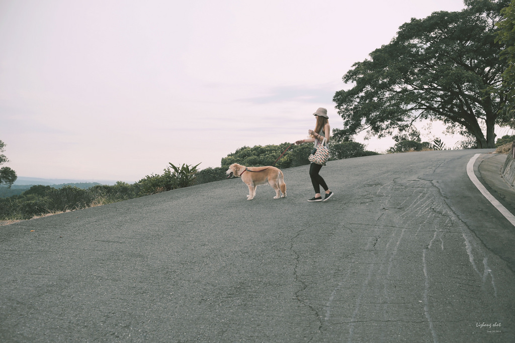 小狗的好自在午後茶園散策