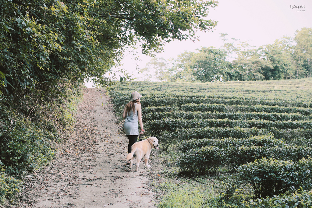 小狗的好自在午後茶園散策