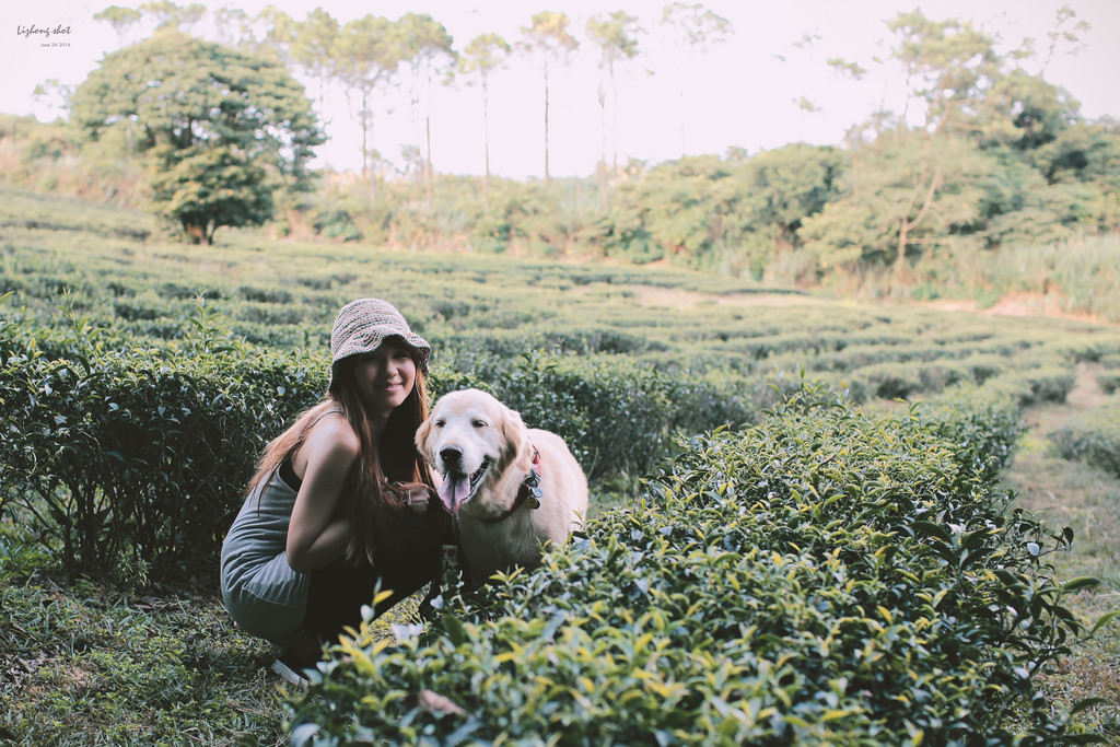 小狗的好自在午後茶園散策