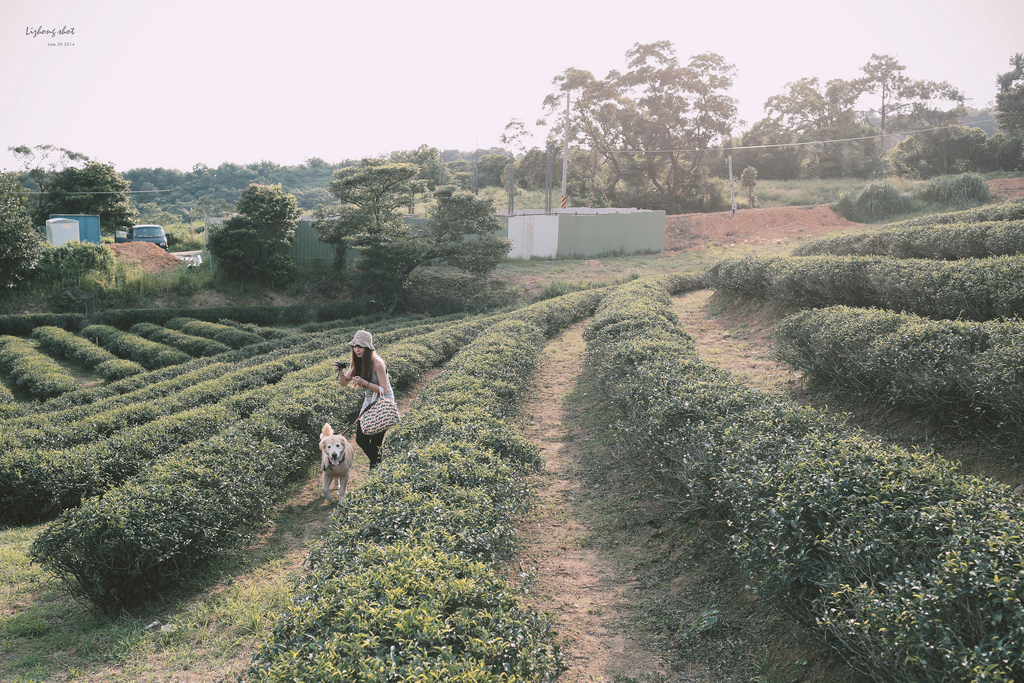 小狗的好自在午後茶園散策