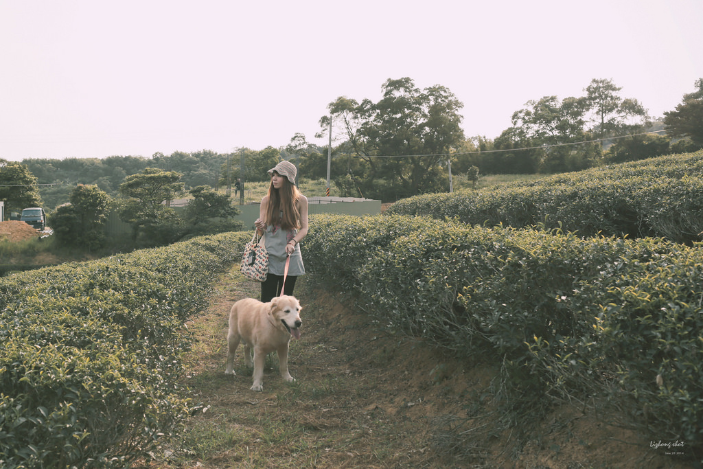小狗的好自在午後茶園散策