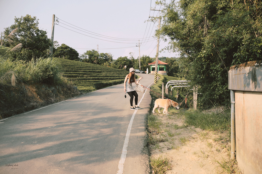 小狗的好自在午後茶園散策