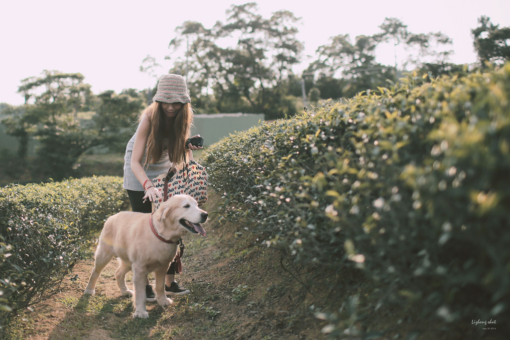 小狗的好自在午後茶園散策