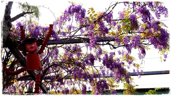 台北花卉村(Taipei Garden Mall)：【台北◍•ᴗ•◍社子】賞花・台北花卉村賞紫藤花2015・3/20花況✯親子DIY景點｜沉醉於紫藤花戀情