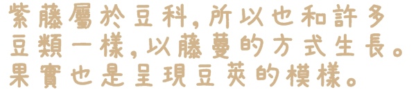 台北花卉村(Taipei Garden Mall)：【台北◍•ᴗ•◍社子】賞花・台北花卉村賞紫藤花2015・3/20花況✯親子DIY景點｜沉醉於紫藤花戀情