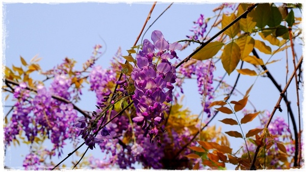 台北花卉村(Taipei Garden Mall)：【台北◍•ᴗ•◍社子】賞花・台北花卉村賞紫藤花2015・3/20花況✯親子DIY景點｜沉醉於紫藤花戀情