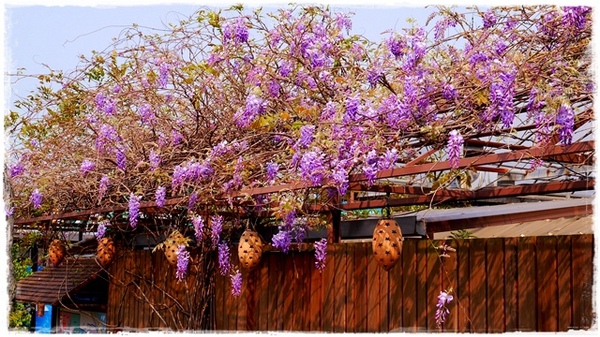 台北花卉村(Taipei Garden Mall)：【台北◍•ᴗ•◍社子】賞花・台北花卉村賞紫藤花2015・3/20花況✯親子DIY景點｜沉醉於紫藤花戀情