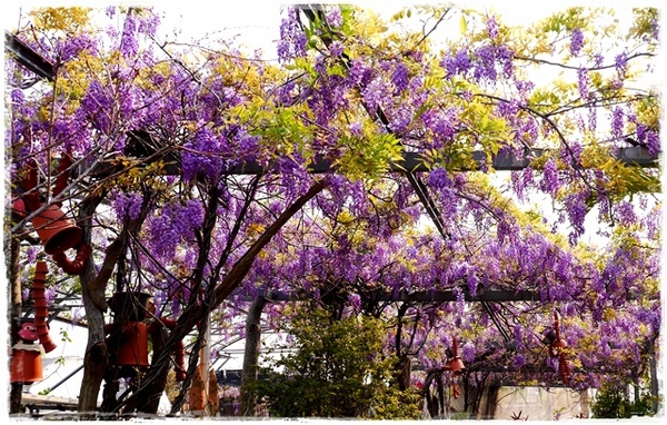 台北花卉村(Taipei Garden Mall)：【台北◍•ᴗ•◍社子】賞花・台北花卉村賞紫藤花2015・3/20花況✯親子DIY景點｜沉醉於紫藤花戀情