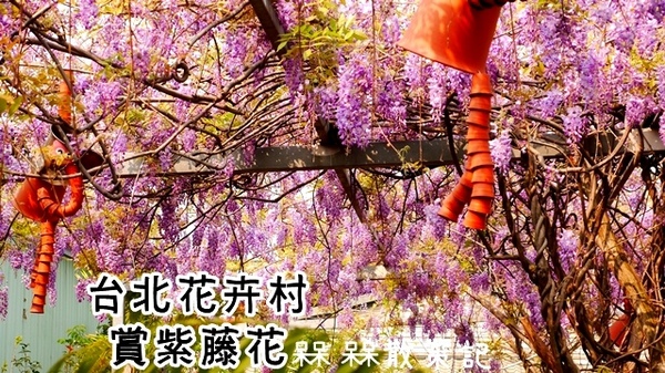 台北花卉村(Taipei Garden Mall)：【台北◍•ᴗ•◍社子】賞花・台北花卉村賞紫藤花2015・3/20花況✯親子DIY景點｜沉醉於紫藤花戀情