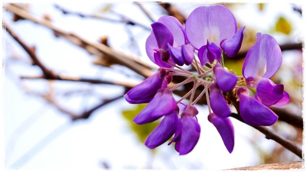 台北花卉村(Taipei Garden Mall)：【台北◍•ᴗ•◍社子】賞花・台北花卉村賞紫藤花2015・3/20花況✯親子DIY景點｜沉醉於紫藤花戀情