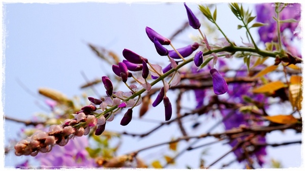 台北花卉村(Taipei Garden Mall)：【台北◍•ᴗ•◍社子】賞花・台北花卉村賞紫藤花2015・3/20花況✯親子DIY景點｜沉醉於紫藤花戀情