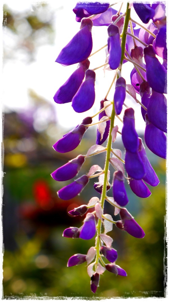 台北花卉村(Taipei Garden Mall)：【台北◍•ᴗ•◍社子】賞花・台北花卉村賞紫藤花2015・3/20花況✯親子DIY景點｜沉醉於紫藤花戀情