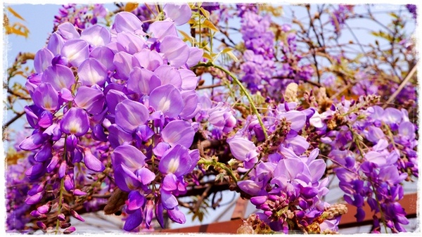 台北花卉村(Taipei Garden Mall)：【台北◍•ᴗ•◍社子】賞花・台北花卉村賞紫藤花2015・3/20花況✯親子DIY景點｜沉醉於紫藤花戀情