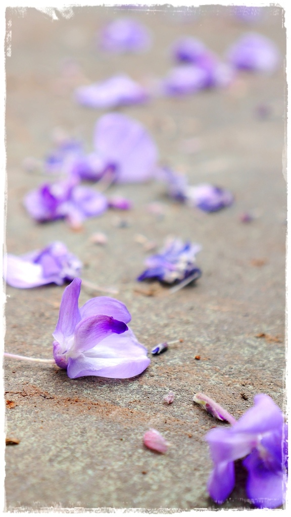 台北花卉村(Taipei Garden Mall)：【台北◍•ᴗ•◍社子】賞花・台北花卉村賞紫藤花2015・3/20花況✯親子DIY景點｜沉醉於紫藤花戀情