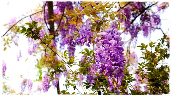 台北花卉村(Taipei Garden Mall)：【台北◍•ᴗ•◍社子】賞花・台北花卉村賞紫藤花2015・3/20花況✯親子DIY景點｜沉醉於紫藤花戀情