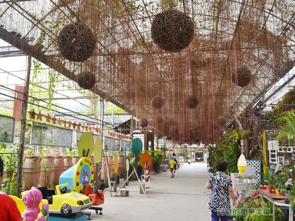 台北花卉村13-珠簾走廊-錦屏藤垂掛的氣生根妝點上藤編燈球