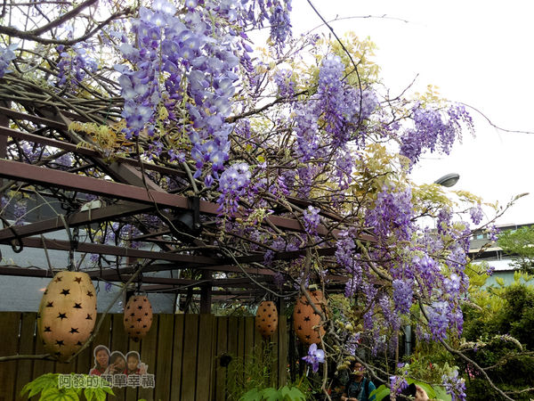 台北花卉村06-憨牛園-往年紫藤花盛綻時的景緻