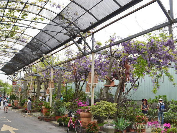 台北花卉村24-新娘禮車停車區(棚架區)