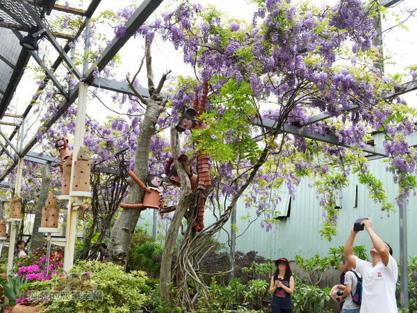 台北花卉村25-新娘禮車停車區(棚架區)-紫藤花叢花開6~7成