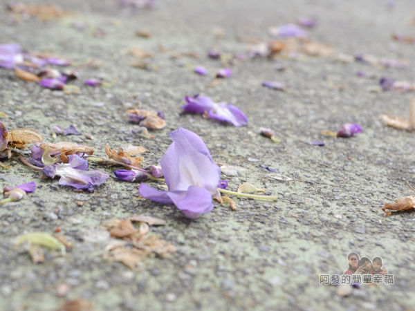 台北花卉村34-萬象廣場-紫藤落花遍地