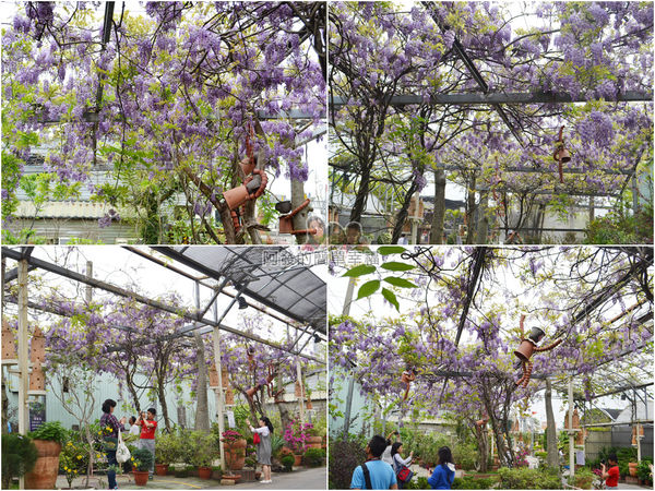 台北花卉村27-新娘禮車停車區(棚架區)-組圖