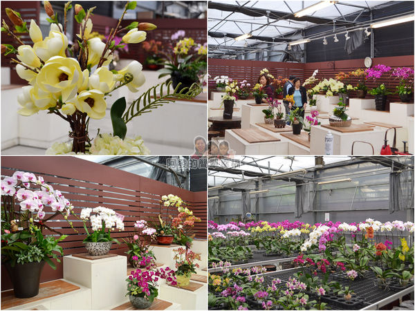 台北花卉村46-君臨花坊-組圖