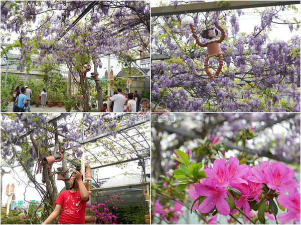 台北花卉村28-新娘禮車停車區(棚架區)-組圖II