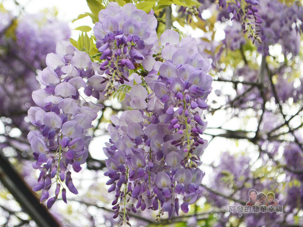 台北花卉村29-新娘禮車停車區(棚架區)-紫藤特寫